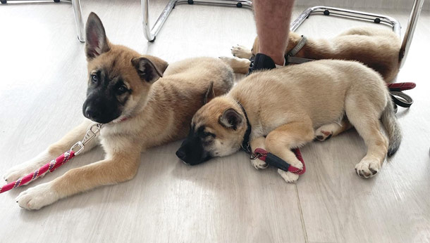 Trois chiots en salle d'attente